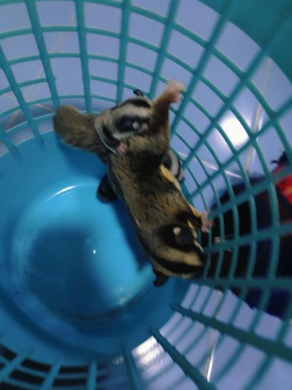 ชูการ์ไกด์เดอร์ รูปที่ 14