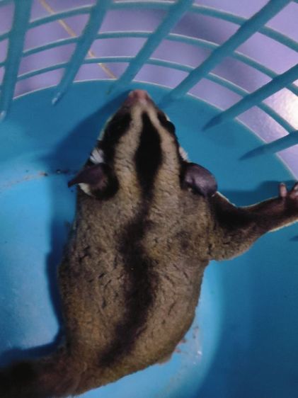 ชูการ์ไกด์เดอร์ รูปที่ 2