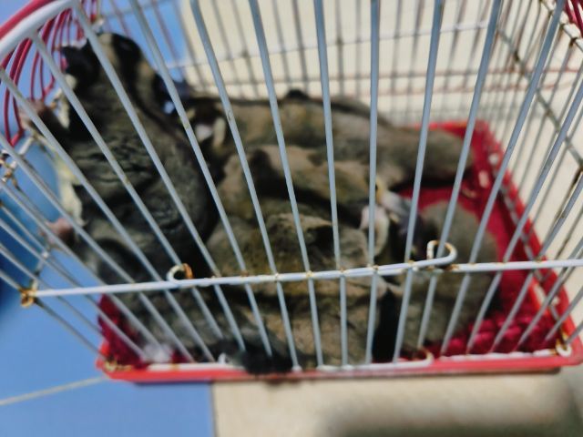 ชูการ์ไกด์เดอร์ รูปที่ 15