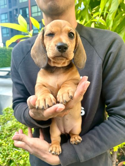 ดัชชุน มินิ (เพศเมีย)