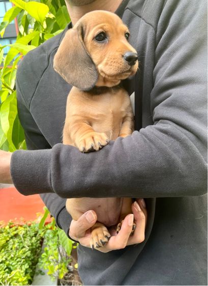 ดัชชุน มินิ (เพศเมีย) รูปที่ 3