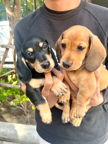 ดัชชุน มินิ (เพศเมีย) รูปที่ 8