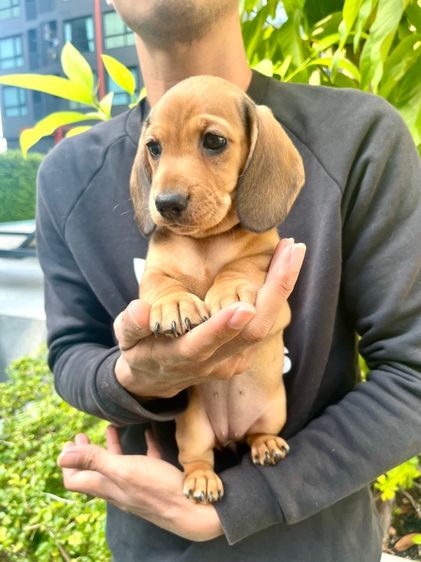 ดัชชุน มินิ (เพศเมีย) รูปที่ 2