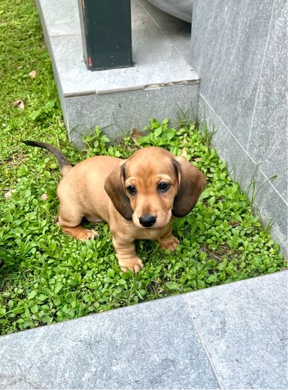 ดัชชุน มินิ (เพศเมีย) รูปที่ 10