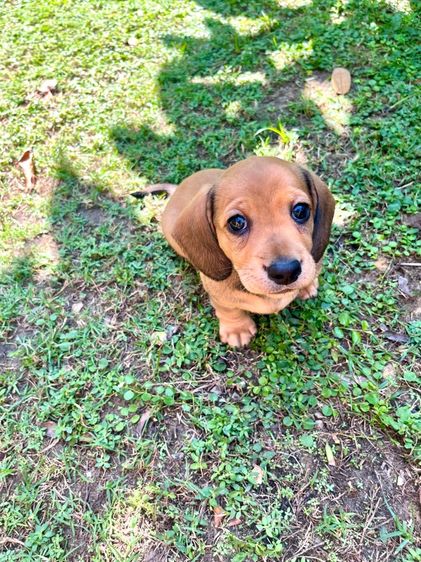 ดัชชุน มินิ (เพศเมีย) รูปที่ 12