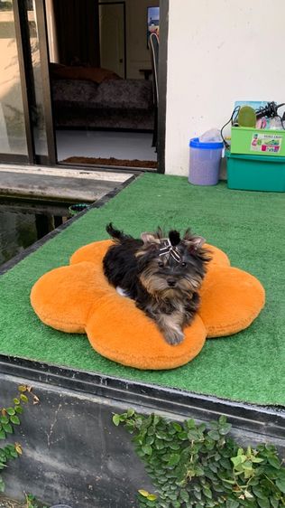 ยอร์คเชียร์ เทอเรีย รูปที่ 3