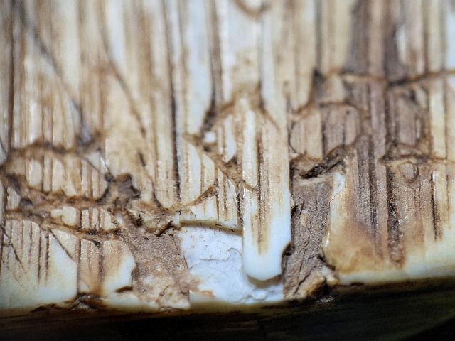 พระแกะเก่าไม่รู้ที่ ไม่ใช่เรซิ่น ไม่ทราบเนื้อ น่าจะทำจากเขา เห็นรอยกระเทาะเป็นแผ่นๆเล็กน้อย ที่ด้านหลังช่วงล่าง รูปที่ 3