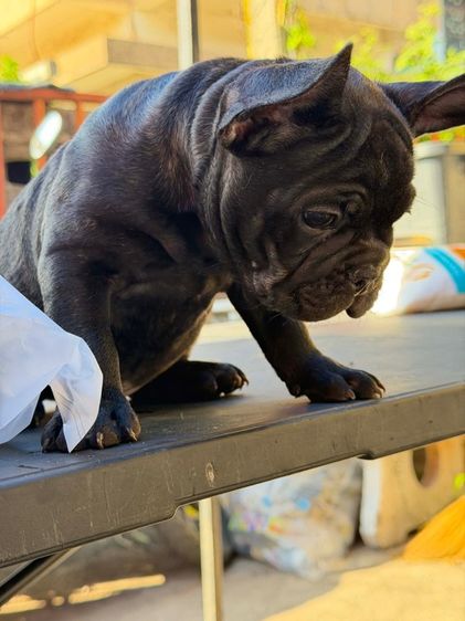 เฟรนช์บลูด็อก รูปที่ 2