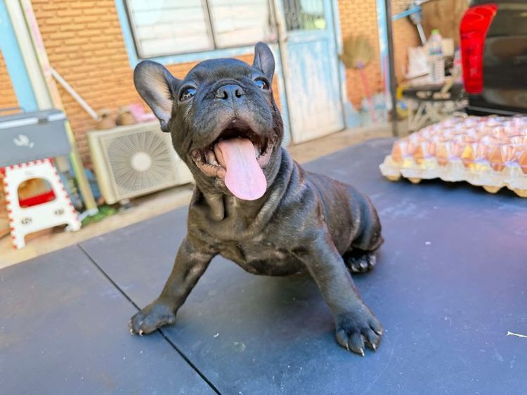 เฟรนช์บลูด็อก รูปที่ 7