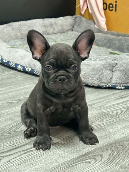 เฟรนช์บลูด็อก