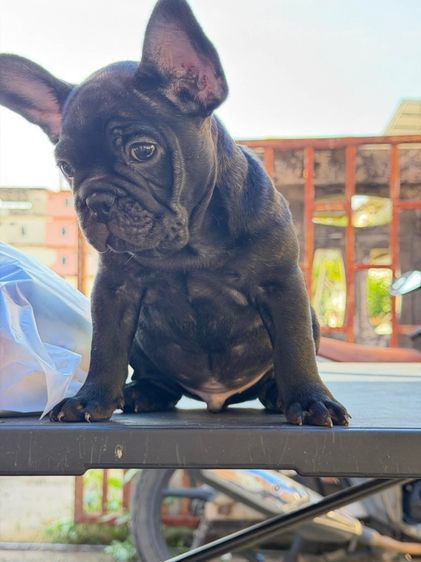 เฟรนช์บลูด็อก รูปที่ 5