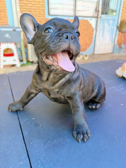 เฟรนช์บลูด็อก รูปที่ 6