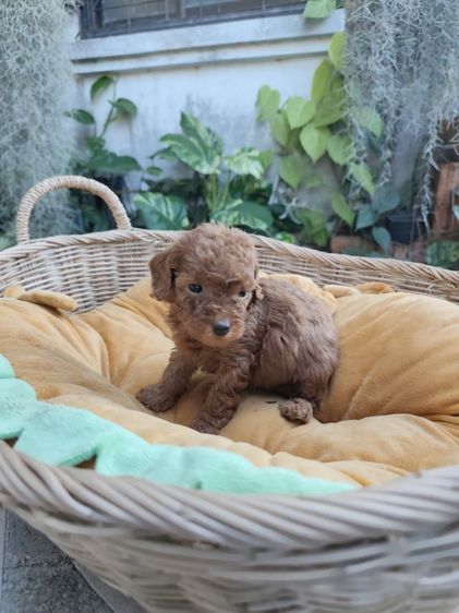 พุดเดิ้ลทอยเพศเมียจังหวัดอุดรธานี รูปที่ 5