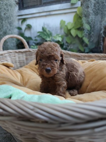 พุดเดิ้ลทอยเพศเมียจังหวัดอุดรธานี รูปที่ 7