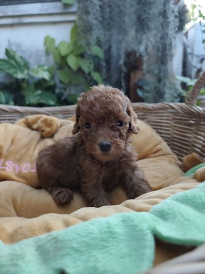 พุดเดิ้ลทอยเพศเมียจังหวัดอุดรธานี