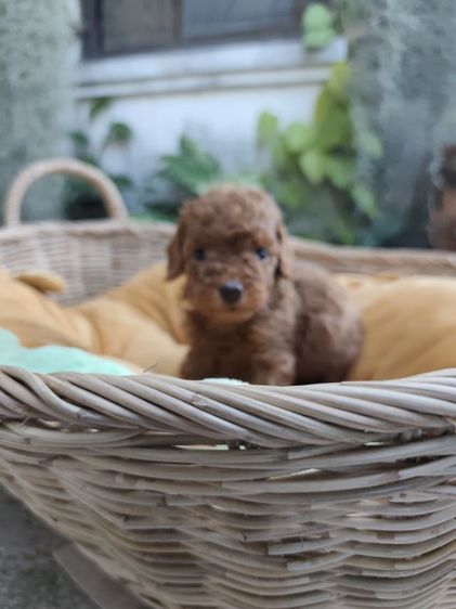 พุดเดิ้ลทอยเพศเมียจังหวัดอุดรธานี รูปที่ 6