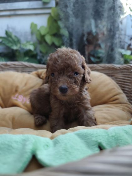 พุดเดิ้ลทอยเพศเมียจังหวัดอุดรธานี รูปที่ 3