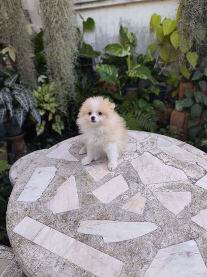 ปอมเมอเรเนียนเพศเมียจังหวัดอุดรธานี รูปที่ 2