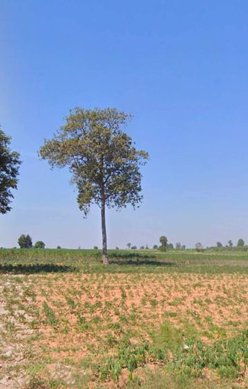 ใช่ ขายที่ดินตำบลลุงเขว้าหนองบุญมากจังหวัดนครราชสีมา
พื้นที่ 105-0-90ไร่
รูปที่ 2