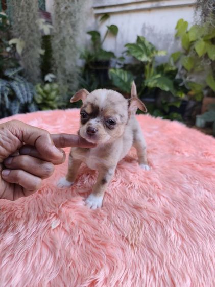 ชิวาวาชายหญิง อุดร รูปที่ 11