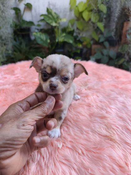 ชิวาวาชายหญิง อุดร รูปที่ 9