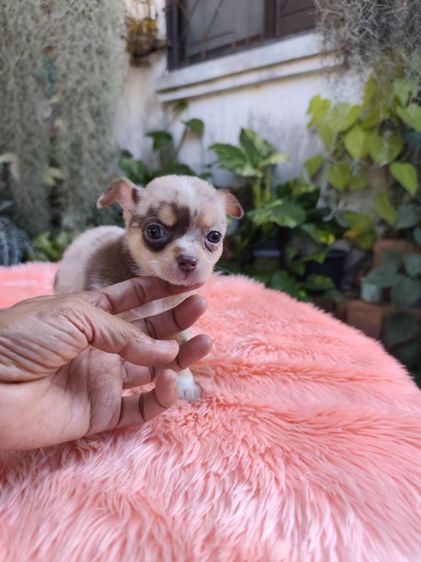 ชิวาวาชายหญิง อุดร รูปที่ 10