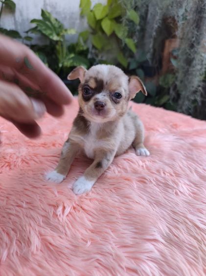 ชิวาวาชายหญิง อุดร รูปที่ 8