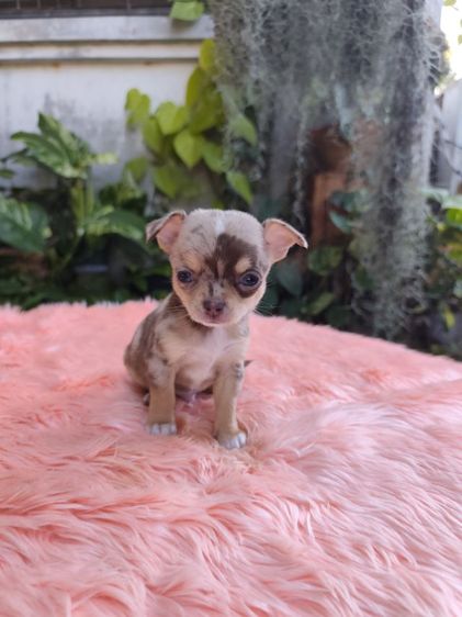 ชิวาวาชายหญิง อุดร รูปที่ 7