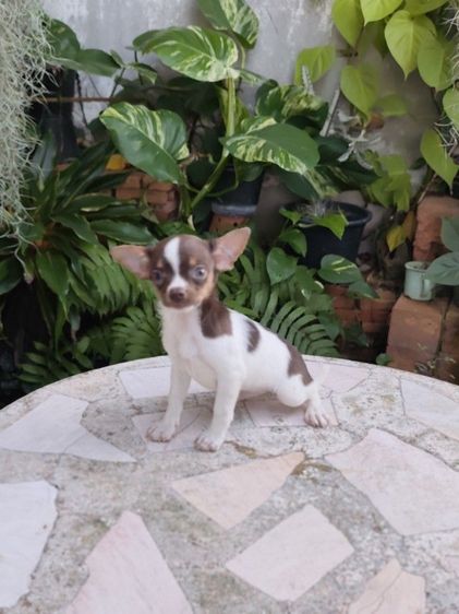 ชิวาวาเพศเมียจังหวัดอุดรธานี รูปที่ 4