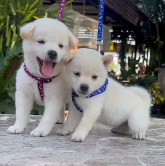 ชิบะเพศผู้ เพศเมียอายุ1เดือนพร้อมย้ายบ้าน