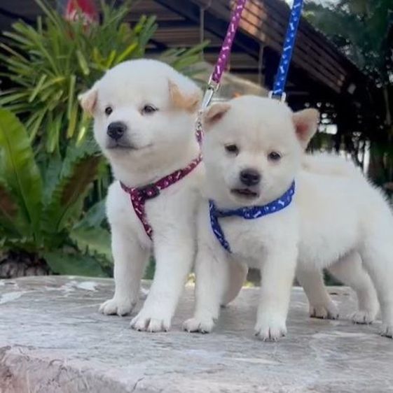 ชิบะเพศผู้ เพศเมียอายุ1เดือนพร้อมย้ายบ้าน รูปที่ 3