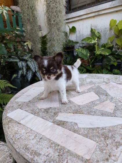 ชิวาวาเพศเมีย จังหวัดอุดรธานี รูปที่ 13