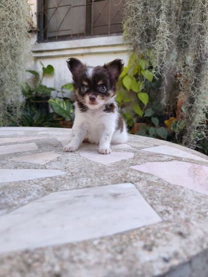 ชิวาวาเพศเมีย จังหวัดอุดรธานี รูปที่ 2