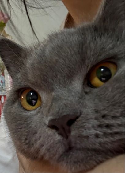 แมวบริติช รูปที่ 4