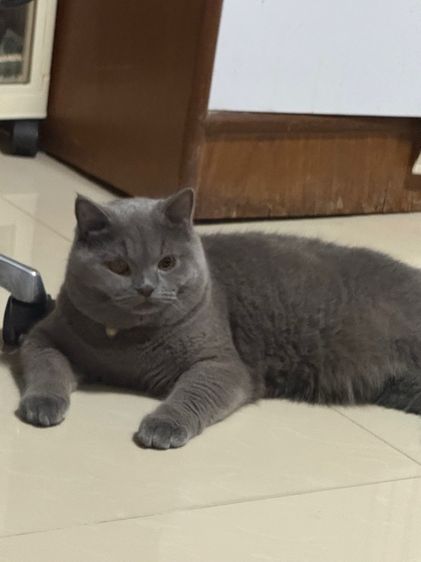 แมวบริติช รูปที่ 2