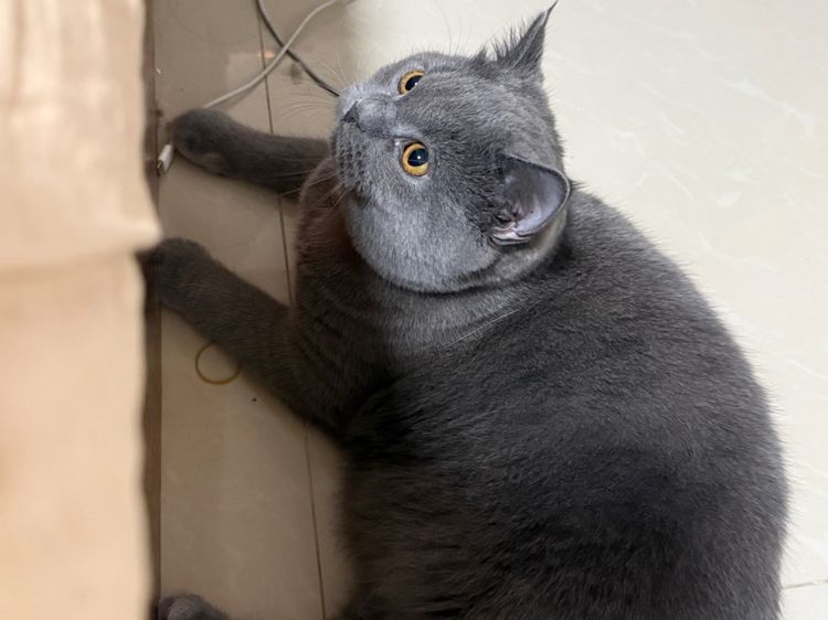 แมวบริติช