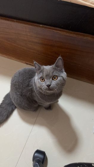 แมวบริติช รูปที่ 8