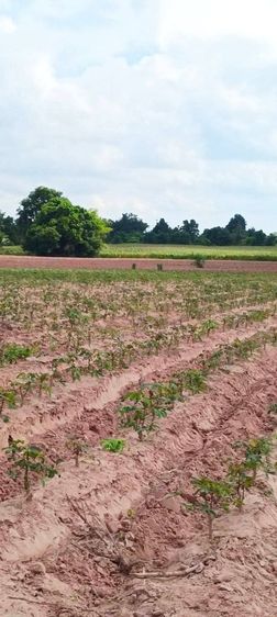 ใช่ ขายที่ดินติดถนนเลียบมอเตอร์เวย์บางปะนครราชสีมา
อำเภอเมืองนครราชสีมา
หน้าด่านเก็บเงินขามทะเลสอ 
โฉนดครุฑแดง 13ไร่ 12 ตร.ว​ไม่ต้องถม รูปที่ 4