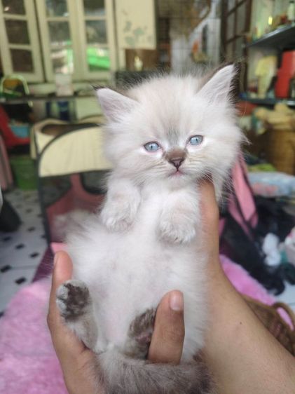 แมวเปอร์เซียหิลามายัน