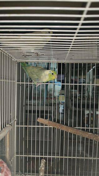 นกฟอพัส รูปที่ 4