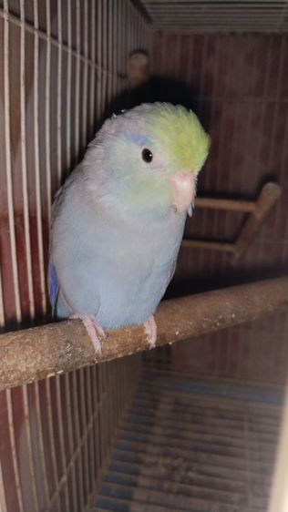 นกฟอพัส รูปที่ 3