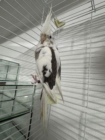 นกแก้ว คอกคาเทล Cockatiels รูปที่ 2
