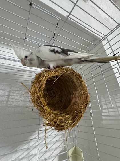 นกแก้ว คอกคาเทล Cockatiels