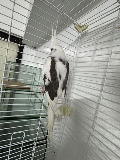 นกแก้ว คอกคาเทล Cockatiels รูปที่ 3