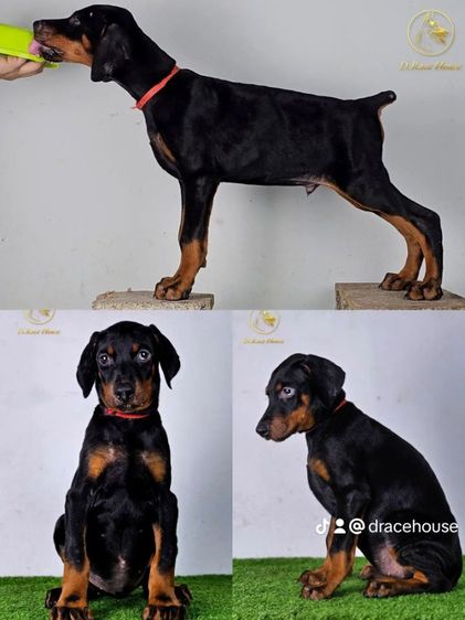 ลูกสุนัขโดเบอร์แมน อายุ 2.5 เดือน