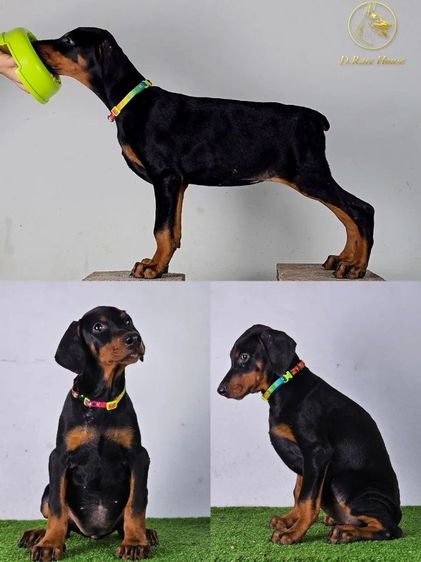 ลูกสุนัขโดเบอร์แมน อายุ 2.5 เดือน รูปที่ 5
