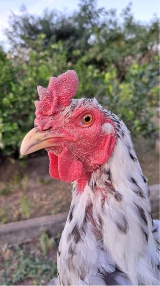 ไก่ชนพม่า รูปที่ 2