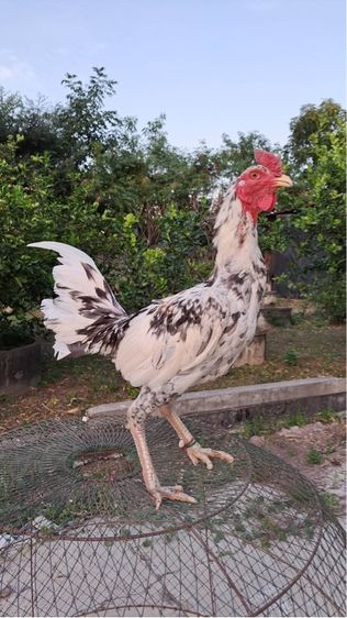 ไก่ชนพม่า