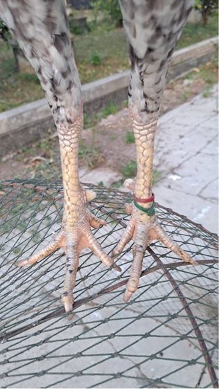 ไก่ชนพม่า รูปที่ 3