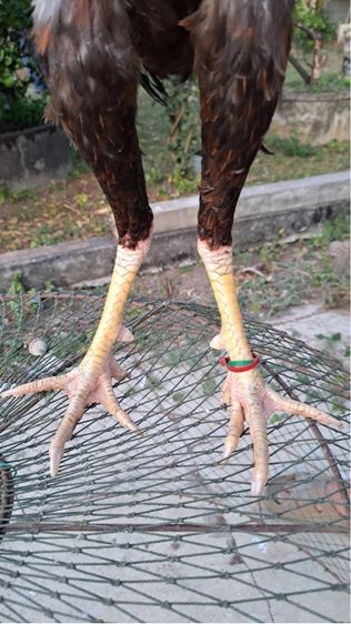 ไก่ชนพม่า รูปที่ 6